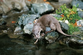 Der Fischotter (Lutra lutra) ist eine international geschützte Art die aufgrund andauernden Bestandsrückgangs als „potentiell gefährdet“ eingestuft wird. Auch er ist von den geplanten Staudämmen im Mavrovo Nationalpark bedroht.